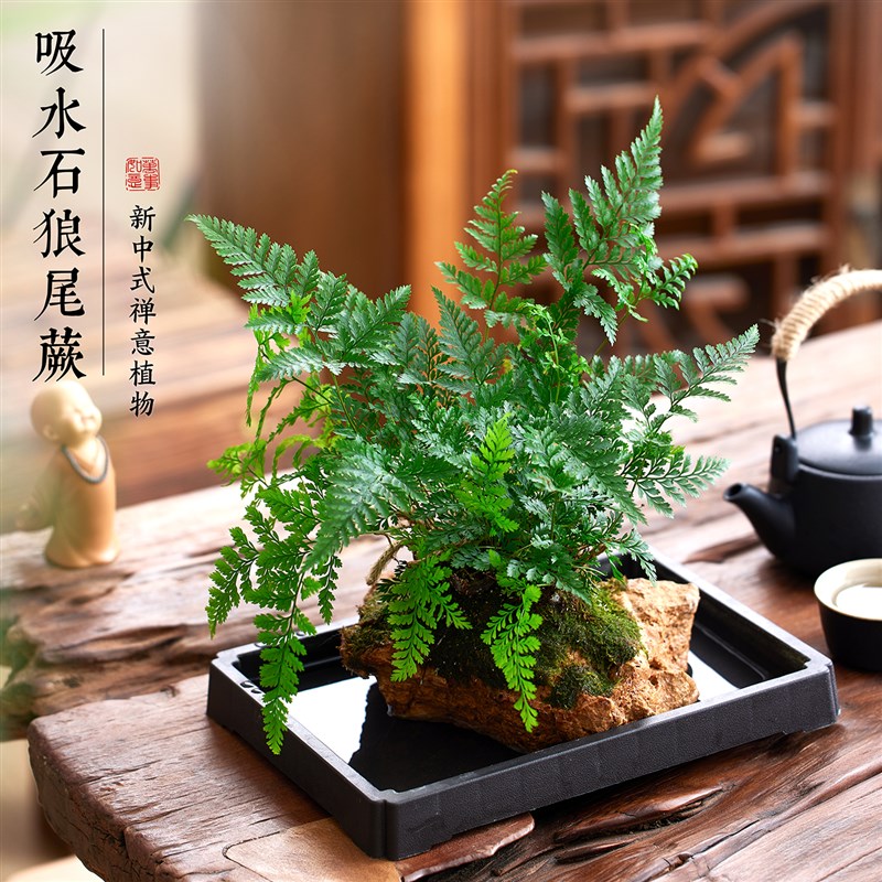 吸水石绿植狼尾蕨盆栽天然假山微景观水培植物懒人好养桌面小摆件