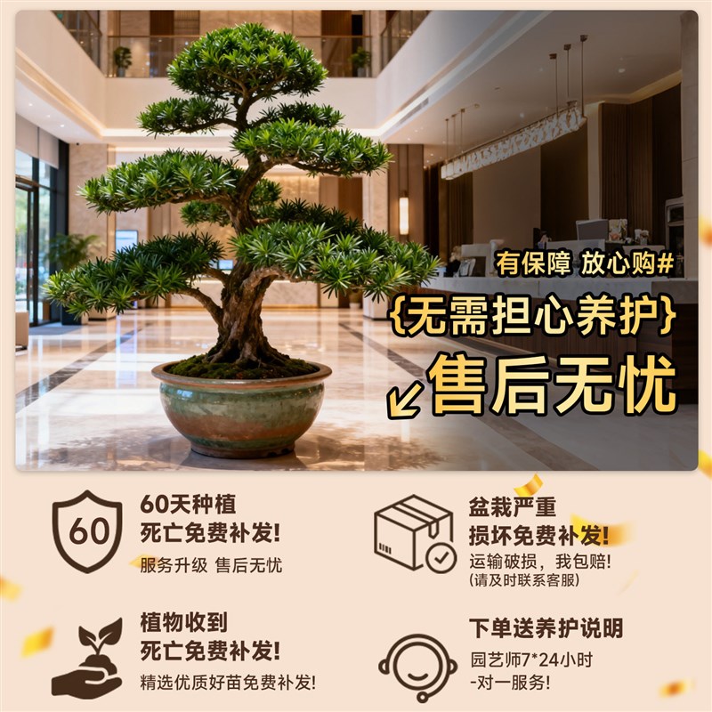特大罗汉松盆景迎客松真树庭院造型老桩旺宅风水树室内外四季好养
