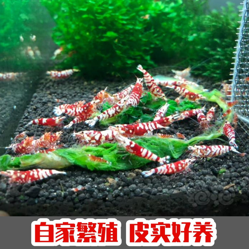 红花虎水晶虾淡水鱼缸观赏清洁除藻闯缸除藻工具鲜活草缸虾粮包邮