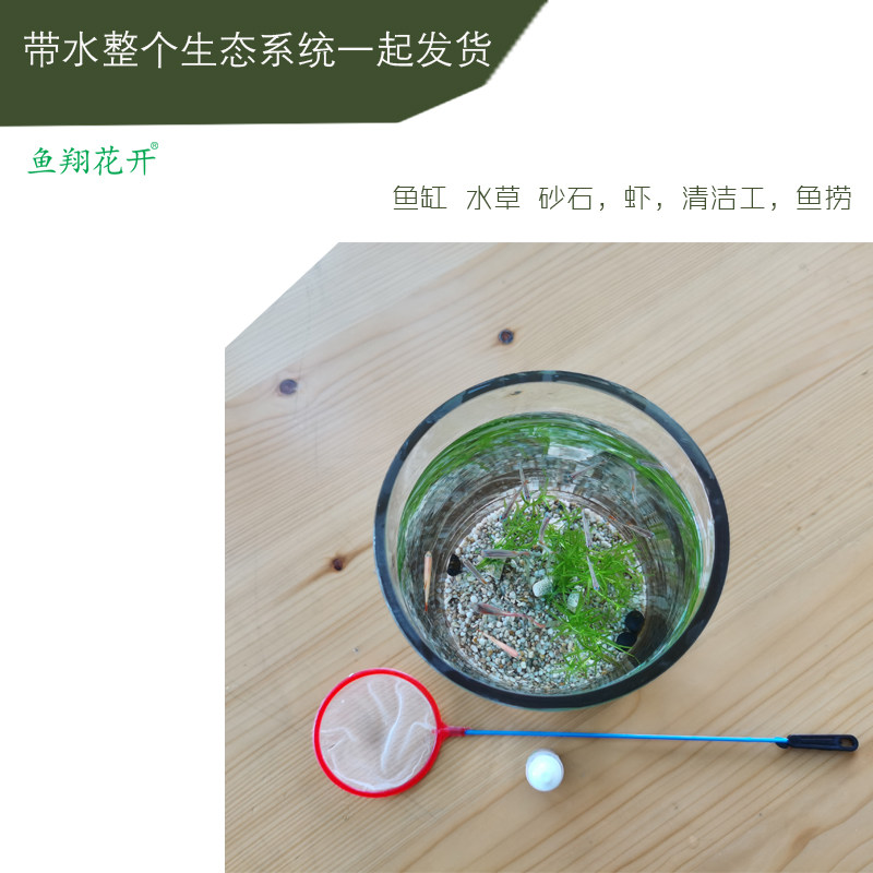 免换水懒人迷你桌面小型自循环生态玻璃小鱼缸观赏鱼餐桌办公室