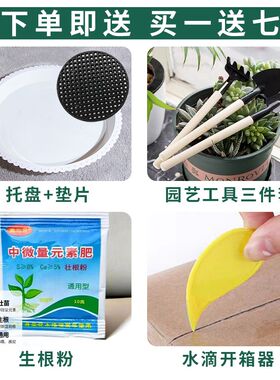 陶瓷大花盆种树绿植盆栽中式复古典风格大口径带托盘家用客厅阳台