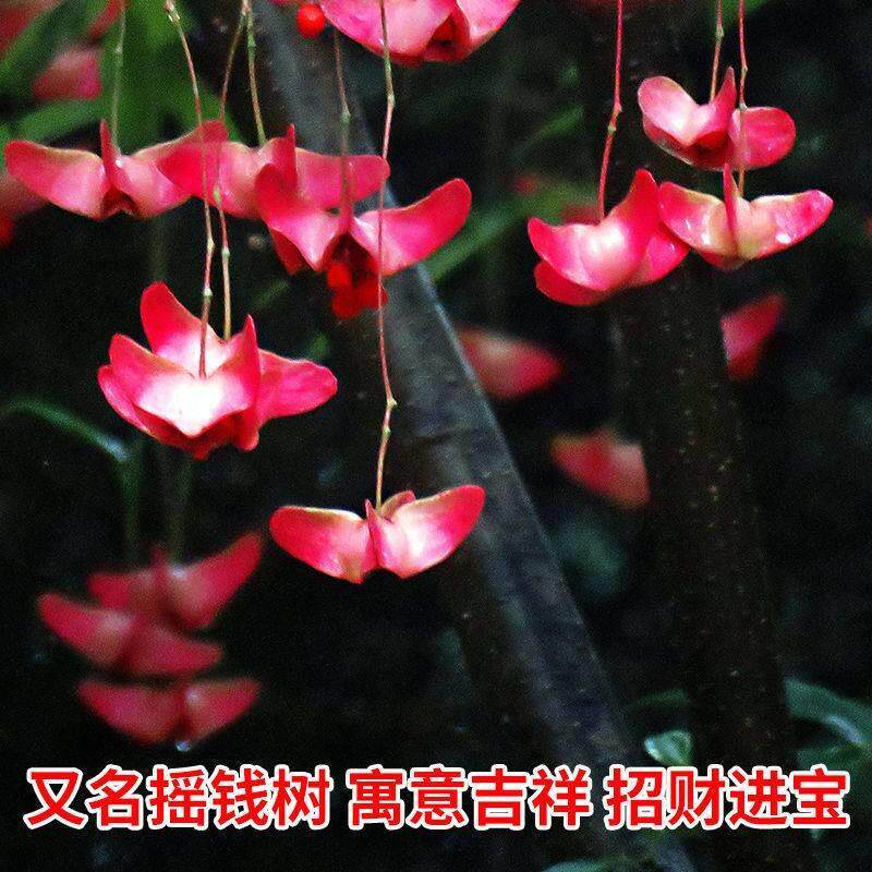 带花金丝吊蝴蝶树苗花卉盆栽金钱吊蝴蝶兰树桩大花带盆景庭院绿植
