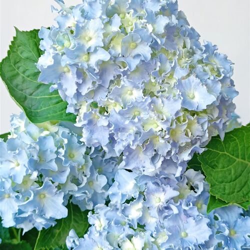 细高跟绣球花苗易调色好看大花绣球花苗盆栽阳台庭院花卉植物