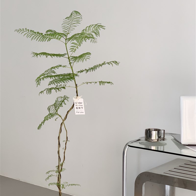 苏太植物 蓝花楹大型绿植 小众造型优美氛围感落地盆栽韩国风植物