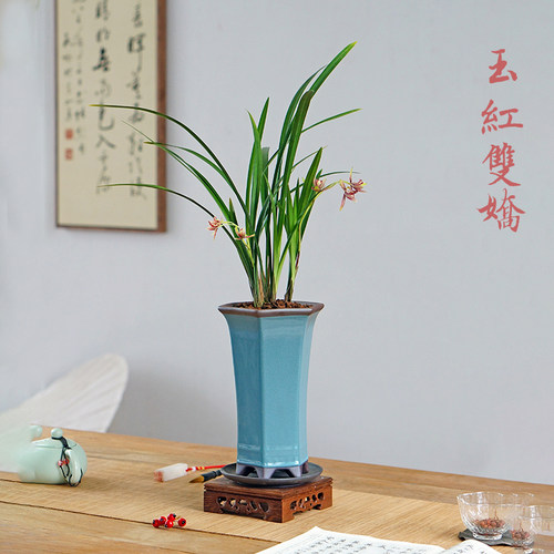 玉红双娇逸红国魂兰花草国兰建兰桌面中式高端盆栽花卉盆景香味