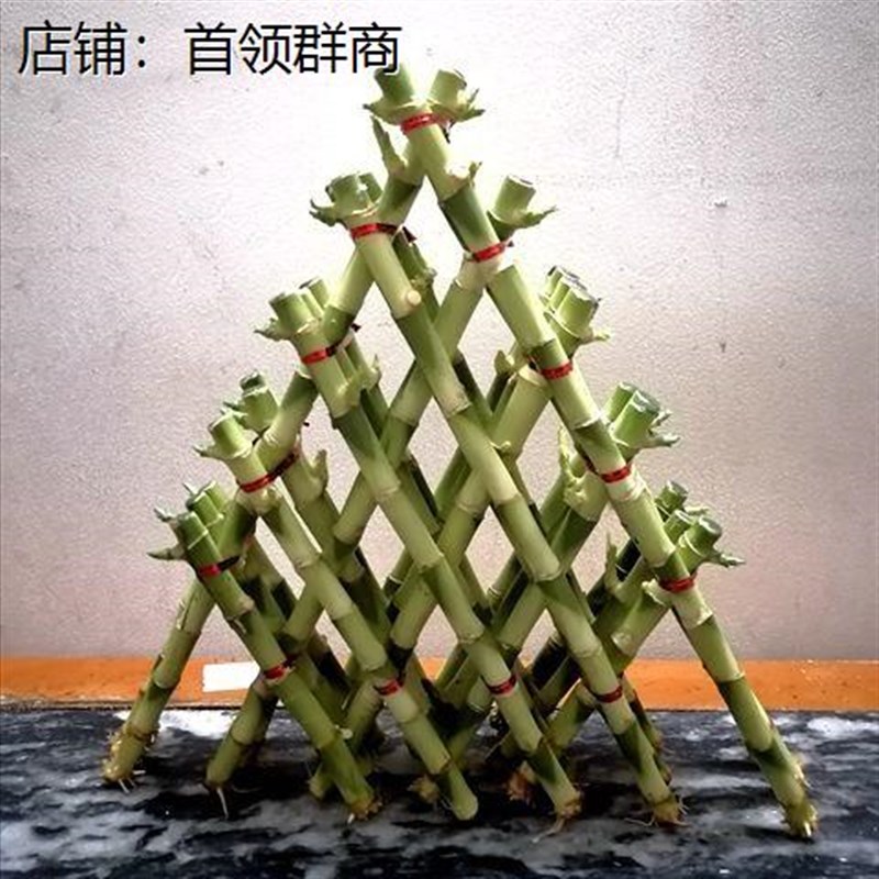 聚财竹节节高金字塔富贵竹塔水培植物室内盆栽花卉盆景净化空气好
