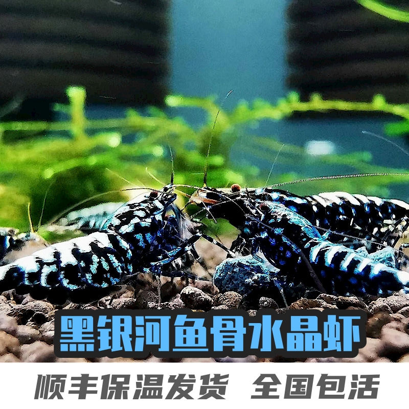 黑银河鱼骨水晶虾鲜活到家淡水鱼缸观赏虾粮草缸工具细喷星钻包邮