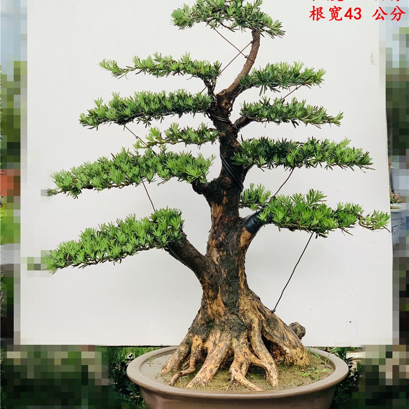 罗汉松盆景 提根米叶罗汉松盆景 珍珠罗汉松盆景树桩一物一拍
