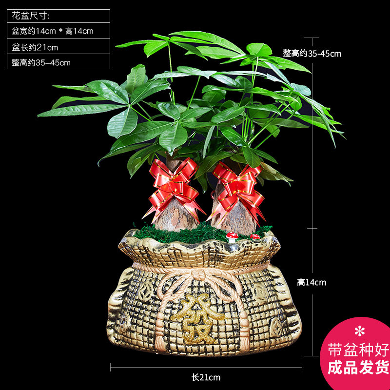发财树盆栽开业送礼植物室内粗杆招财进化空气辫子金钱树大型绿植