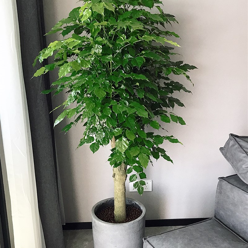 绿宝幸福树盆栽 大型绿植客厅花卉办公室内绿化植物 上海送货上门