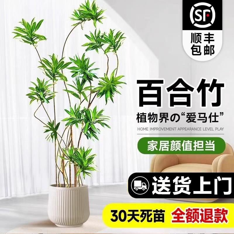 百合竹客厅大型绿植盆栽高级氛围感室内旺宅上档次造型好养真植物