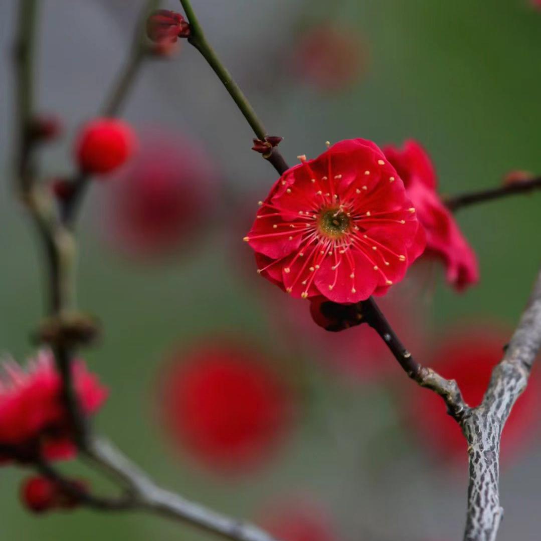 原生腊梅红梅骨里红梅花树苗浓香庭院花卉耐寒植物大型盆栽盆景