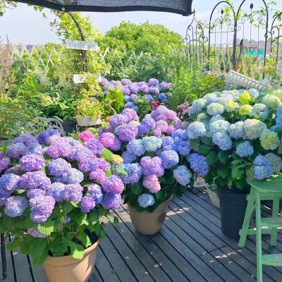 绣球花苗高档花卉盆栽无尽夏阳台庭院别墅花园植物多年生四季耐寒