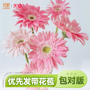 花彩高杆非洲菊苗盆栽拉丝香格里拉阳台夏季耐热多年生扶郎花切花