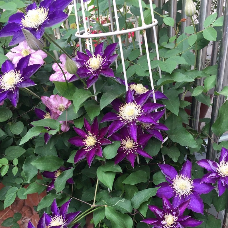 白王冠铁c线莲花苗盆栽阳台垂吊绿植大花花卉庭院藤本爬藤攀援植