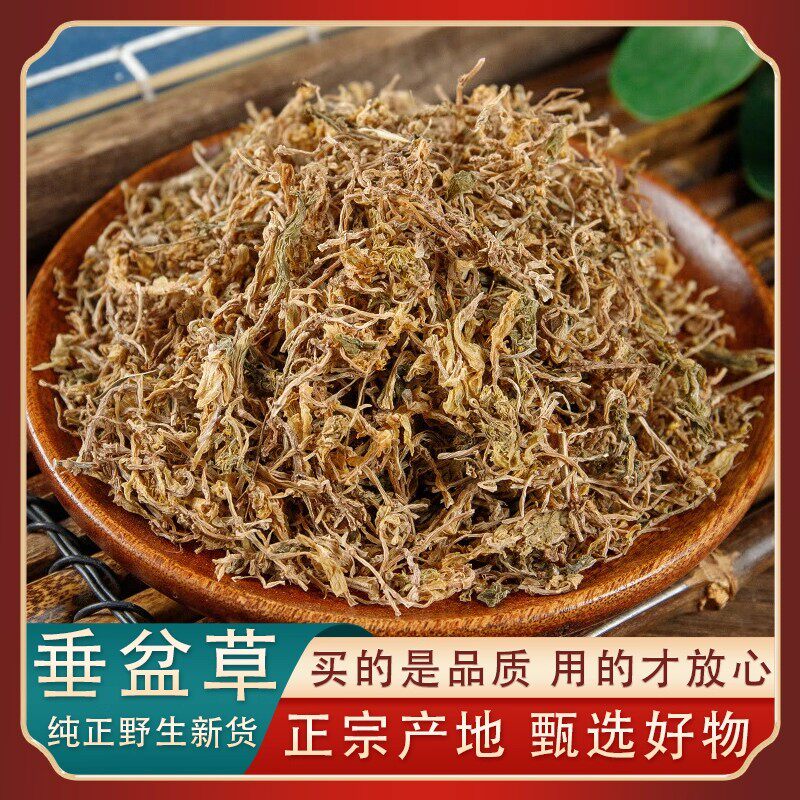 野生垂盆草中药材正品官方旗舰店正宗新货垂盆草茶垂盆草干货特级