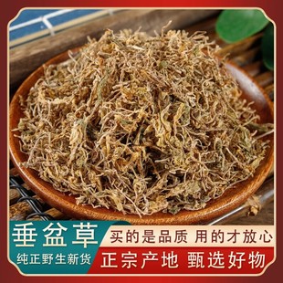 野生垂盆草中药材正品官方旗舰店正宗新货垂盆草茶垂盆草干货特级