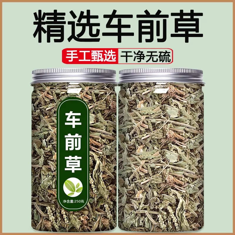 车前草干货中药材新鲜野生蒲公英猫爪草粉袋泡茶泡水的功效作用