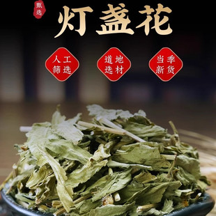 云南灯盏花中药材野生正品新货灯盏花灯盏细辛地顶草罐儿草泡水喝