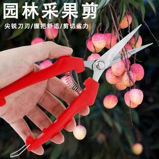 不锈钢窝型摘果剪番茄苹果专用剪橘子采摘剪水果果柄凹形修枝剪刀