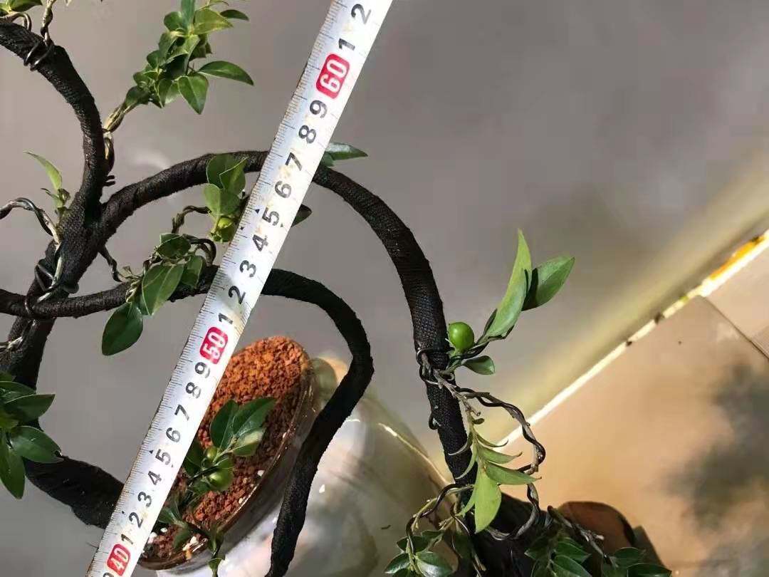 名贵小叶紫檀树桩盆景树苗室内室外盆栽客厅阳台绿植物黑骨茶老桩