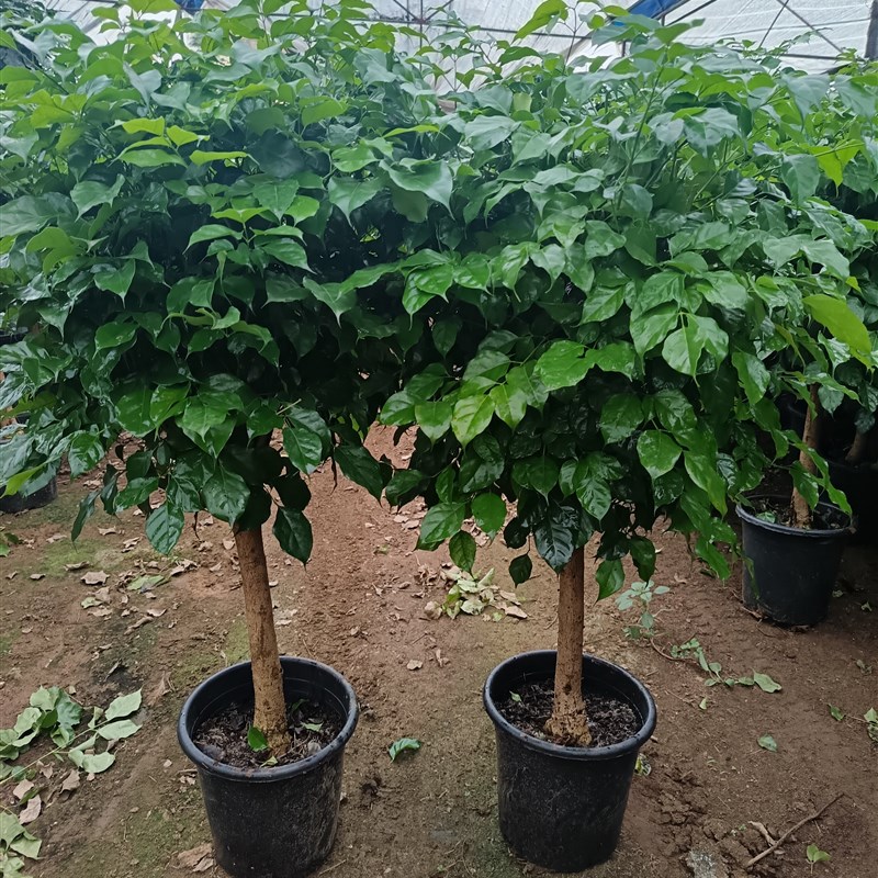 独杆棒棒糖幸福树客厅盆栽大绿植办公室内四季常青好养发财树植物