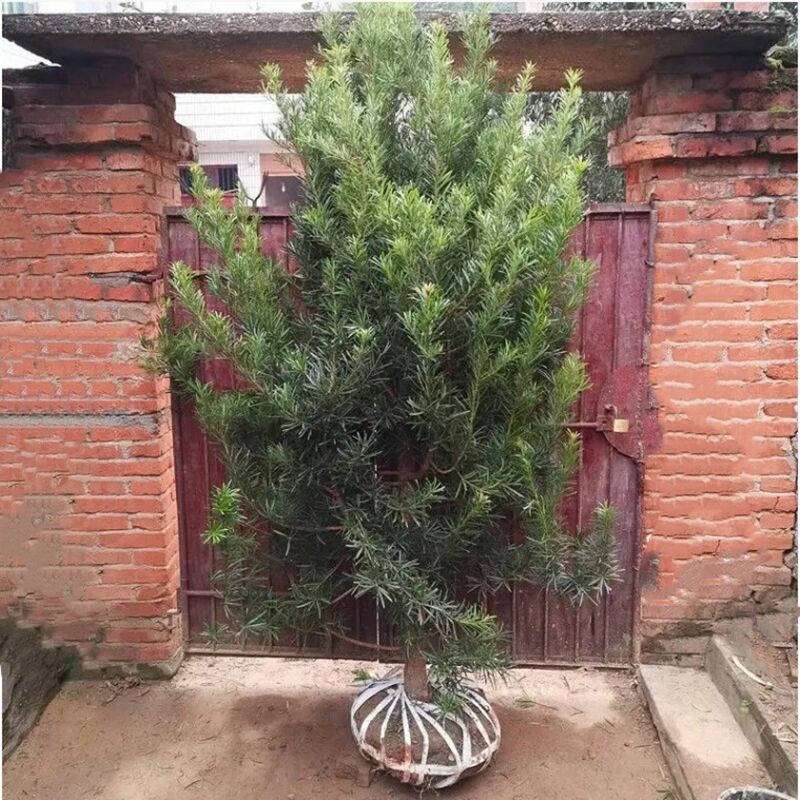 罗汉松树苗四季常青罗汉松庭院别墅植物地栽花卉盆栽绿植可做盆景