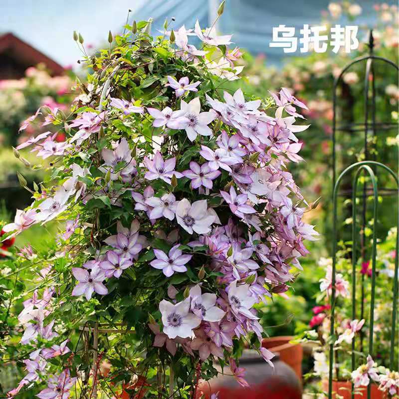 21口径F系三类铁线莲大花丰花阳台庭院观花盆栽花卉绿植