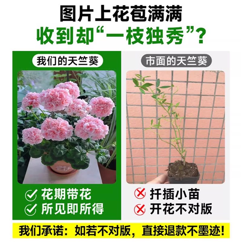 重瓣天竺葵盆栽花苗大花不断洋绣球苗室内阳台好养的花卉