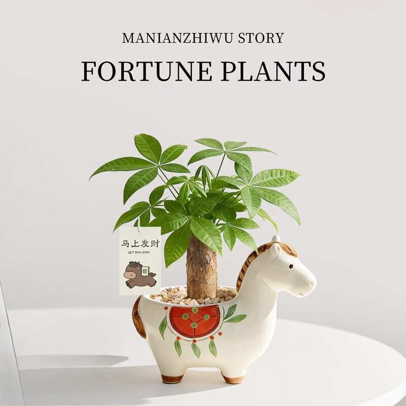 绿植招财树植物马年伴手礼摆件