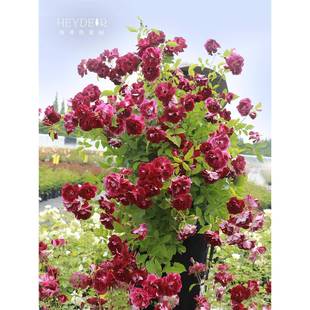 海蒂 好养开花植物花卉盆栽苗 花园葡萄冰山灌木月季 可做藤本四季
