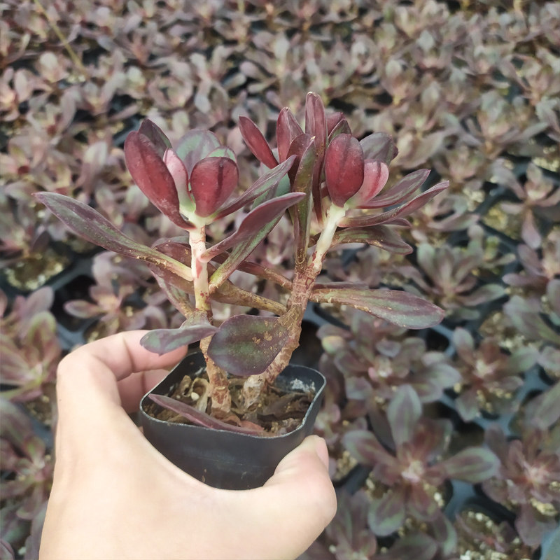 多肉植物丸叶 红司 龙骨红司多头群生老桩多肉 组合x盆栽一物一拍