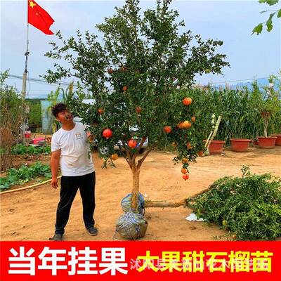 特大石榴树树苗突尼斯软籽地栽庭院果树黑子无籽甜石榴大树带土球