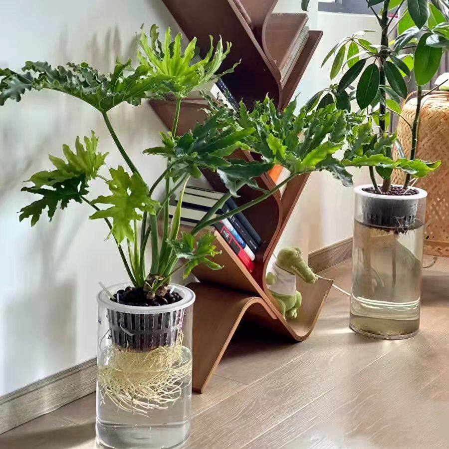 水培春羽龙鳞室内大型绿植吸w甲醛净化空气四季常青水养植物春雨