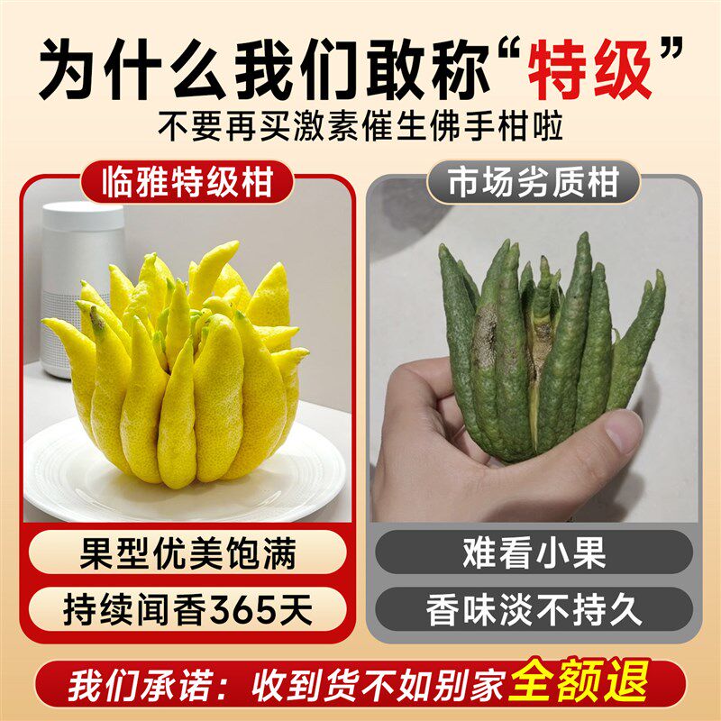佛手柑水c培植物桌面闻香观赏摆件室内水养绿植清供现摘新鲜可食