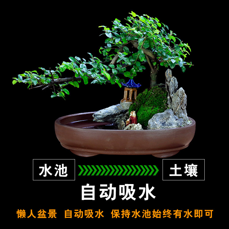 小叶雀梅老桩假山盆景植物室内z树桩悬崖式造型客厅绿植桌面盆栽