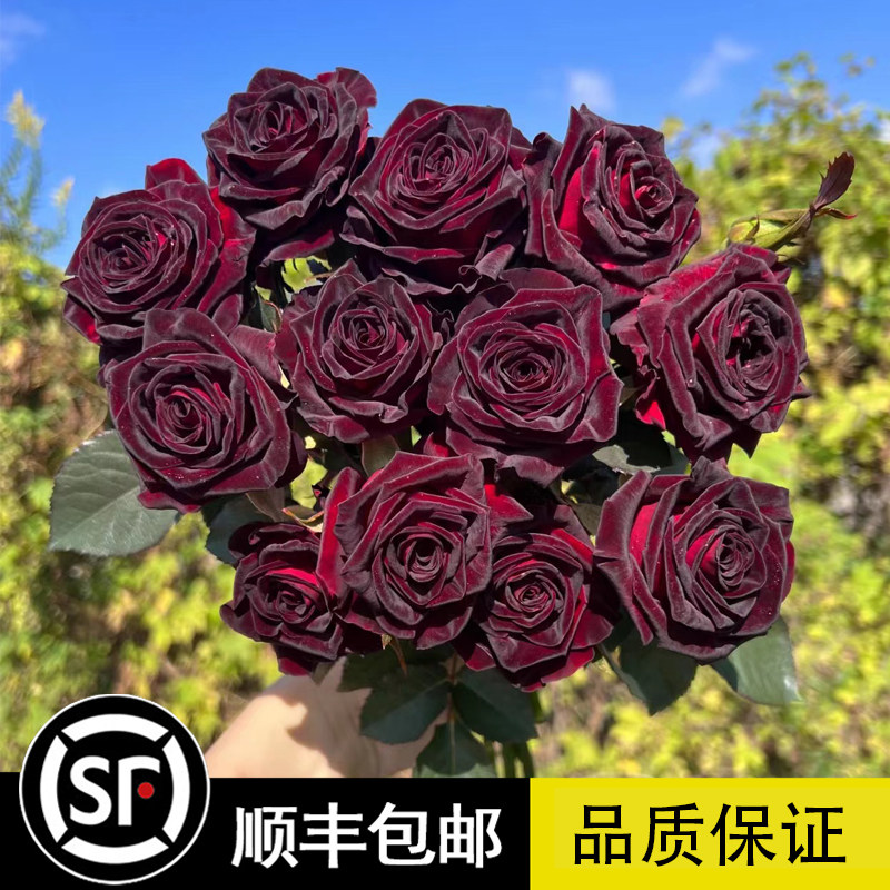 多年生月季花苗黑巴n克黑红色玫瑰切花月季花大苗特大花卉盆栽植