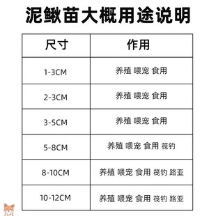 泥鳅苗鲜活喂养宠物钓鱼龙鱼活A饵乌龟饲料泥鳅养殖淡水观赏鱼垂