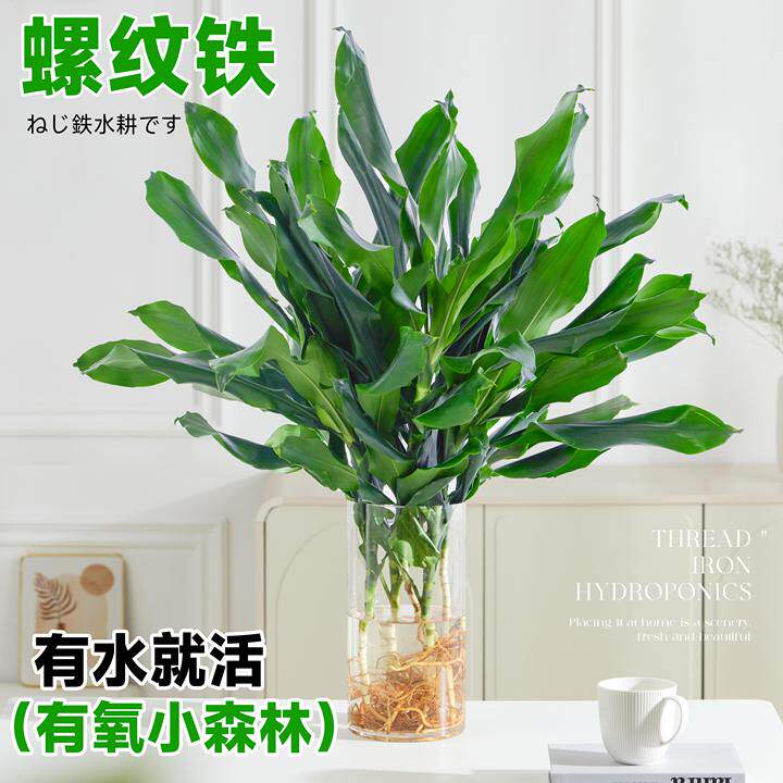 水培植物高大螺纹铁观叶绿植客厅C室内好养无土纯水培盆栽四季常