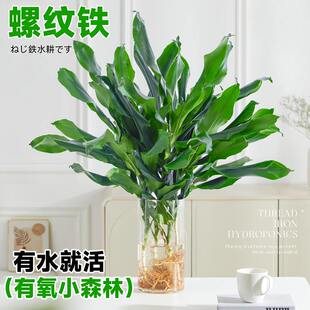 水培植物高大螺纹铁观叶绿植客厅C室内好养无土纯水培盆栽四季常