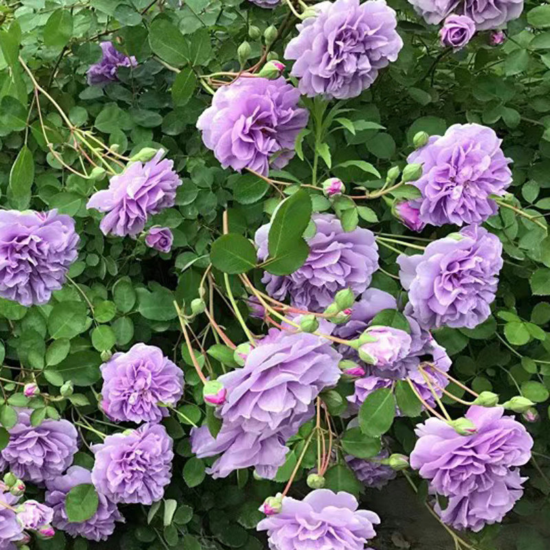 蔷薇花苗藤本月季 1米6大苗 特大爬藤植物四季开W花卉盆栽玫瑰