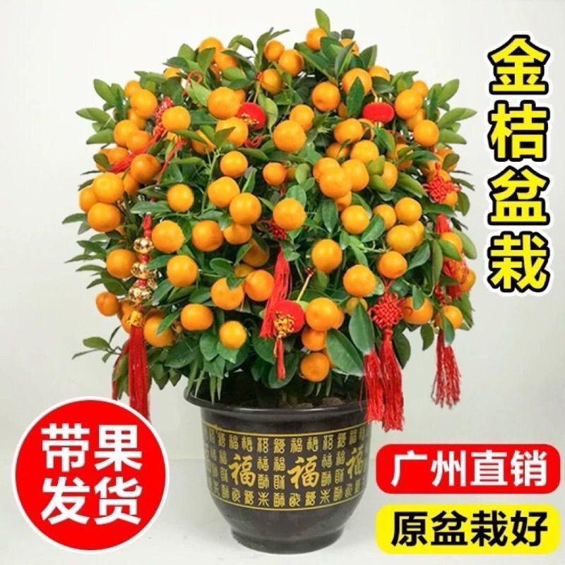 金桔四季桔盆栽带果年宵花室内外橘子可食用阳台室内客厅招财植物