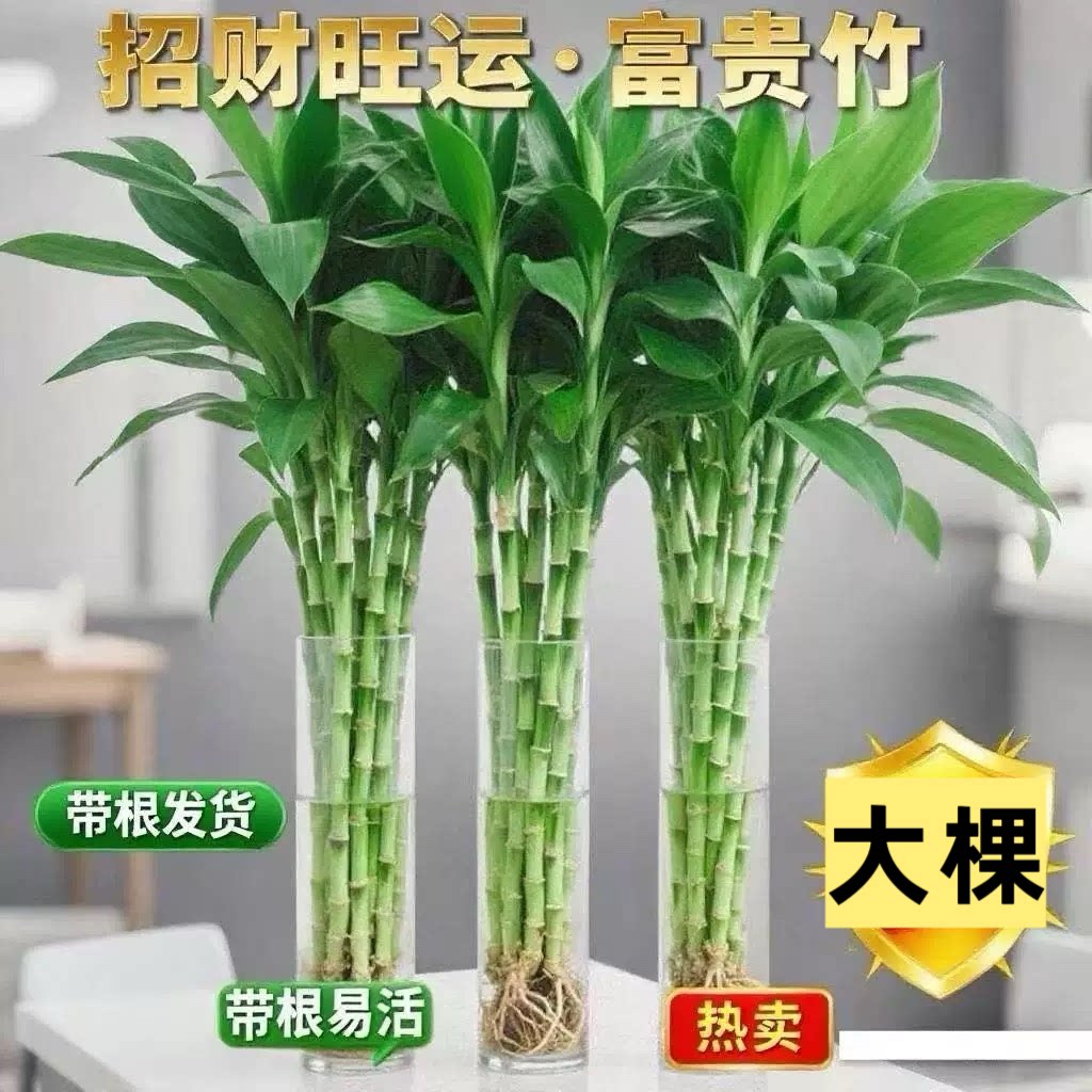 带根富贵竹有根须大叶竹进化空气室内招财竹盆栽绿植水培水养花卉