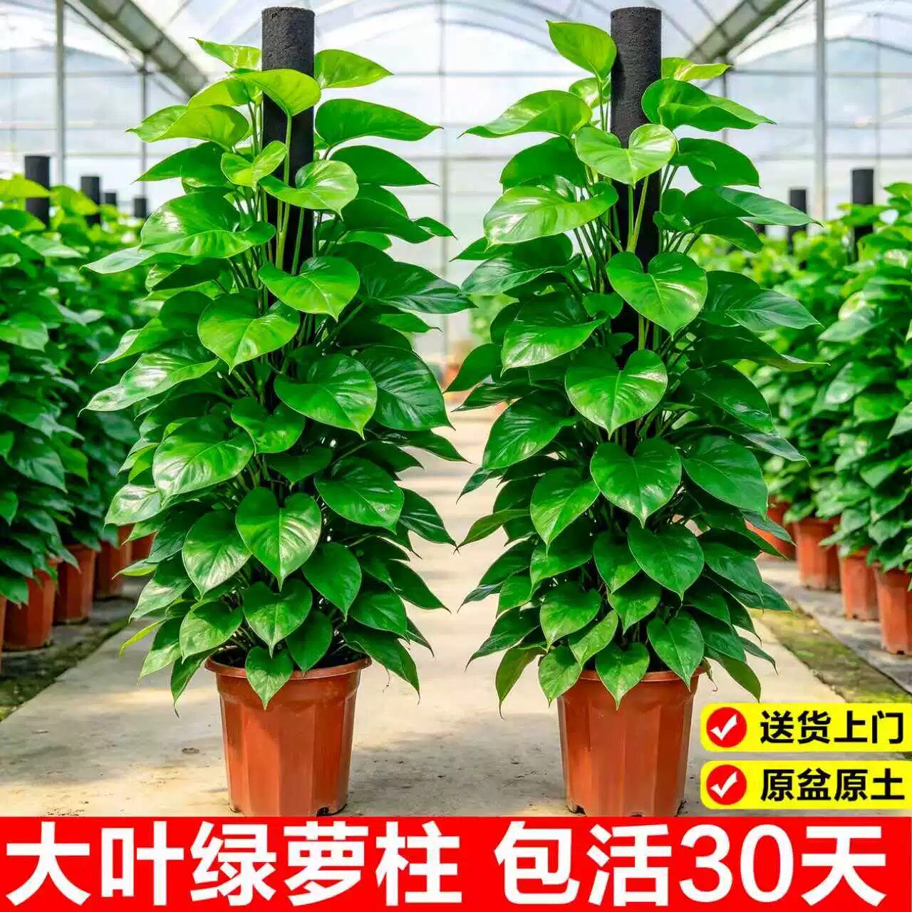 大叶绿萝柱客厅大盆栽室内大型绿植新房除甲醛净化空气植物好养活