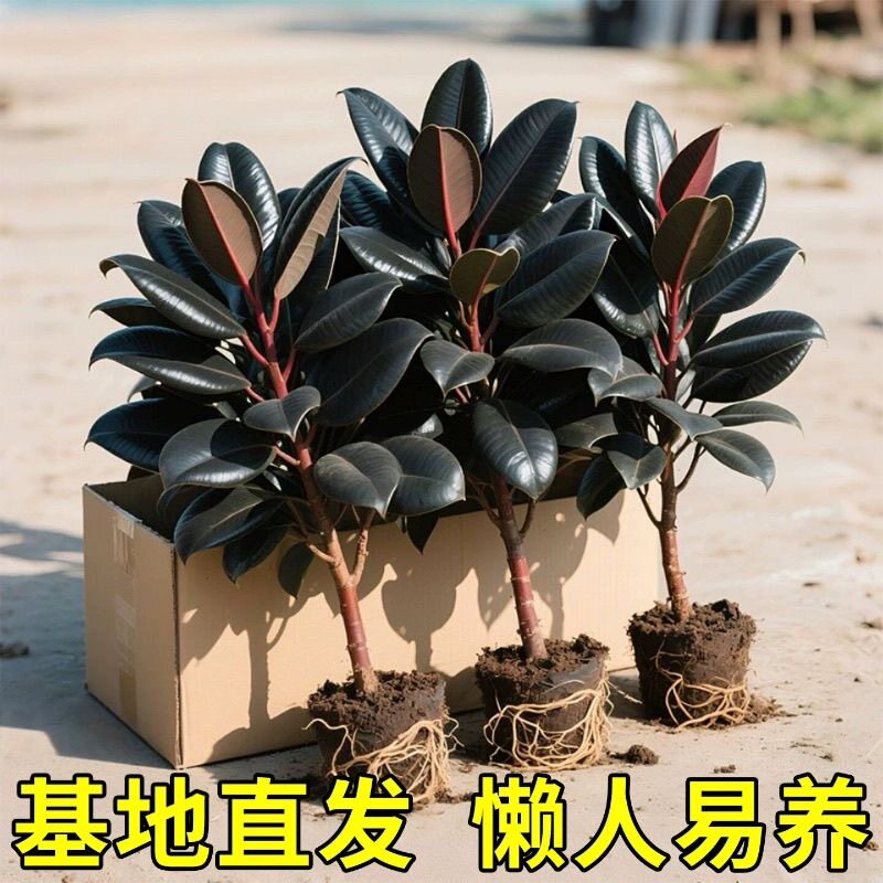 黑金刚橡皮树盆栽室内客厅办公室绿植花卉四季常青好养活净化空气