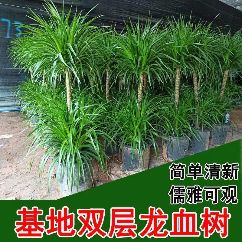 龙血树盆栽客厅办公室好养多头造型植物室内去甲醛大型龙须树绿植