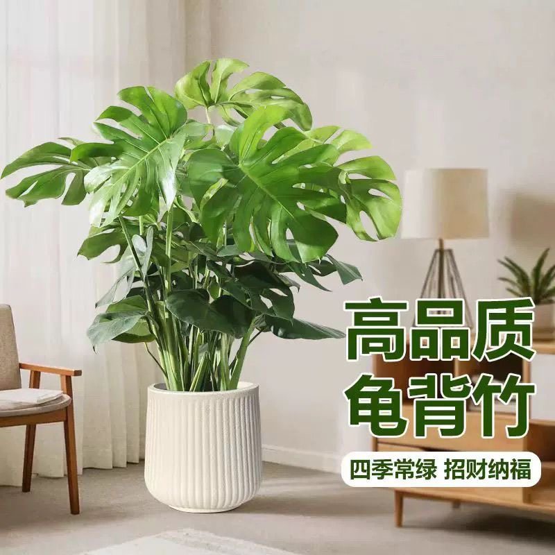 龟背竹盆栽老桩办公室客厅室内观叶绿植四季常青净化空气带盆带土图片