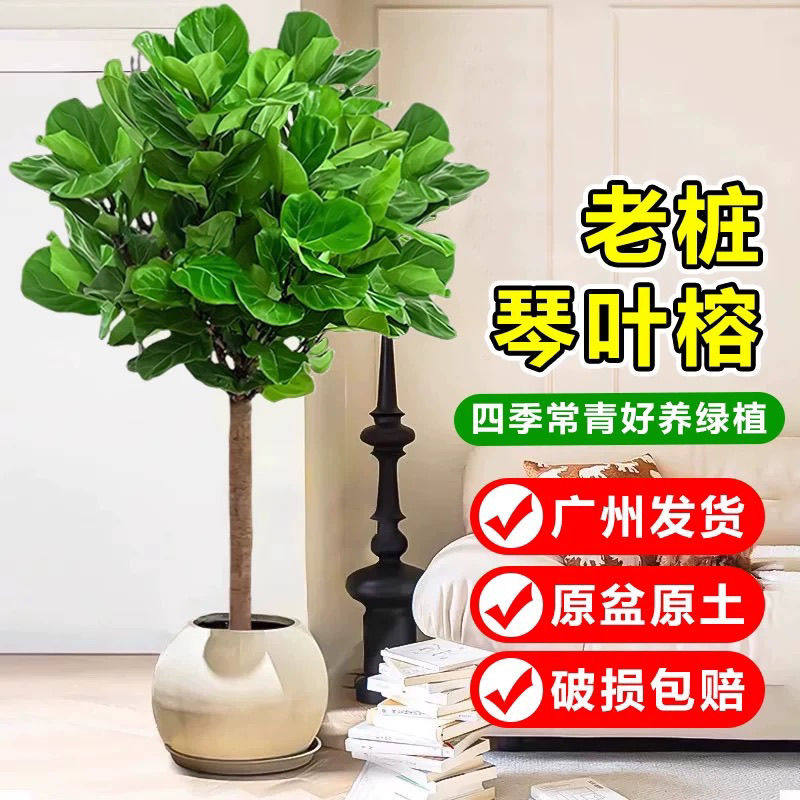 好养芭比榕琴叶榕客厅办公室盆栽室内植物落地懒人四季长青大绿植