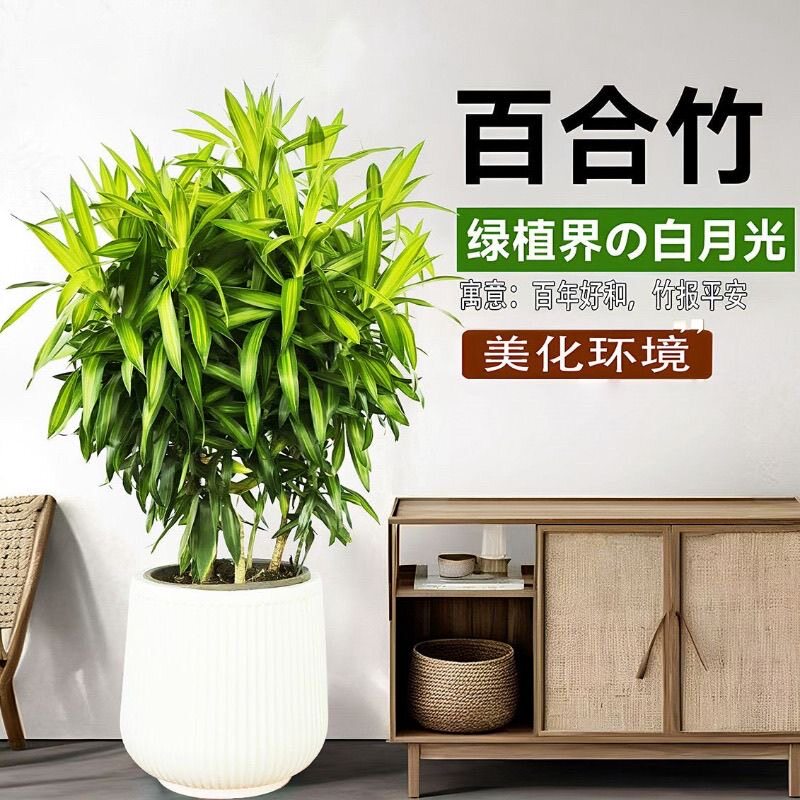 正宗金心百合竹大盆栽室内客厅桌面植物送礼耐寒老桩盆景净化空气