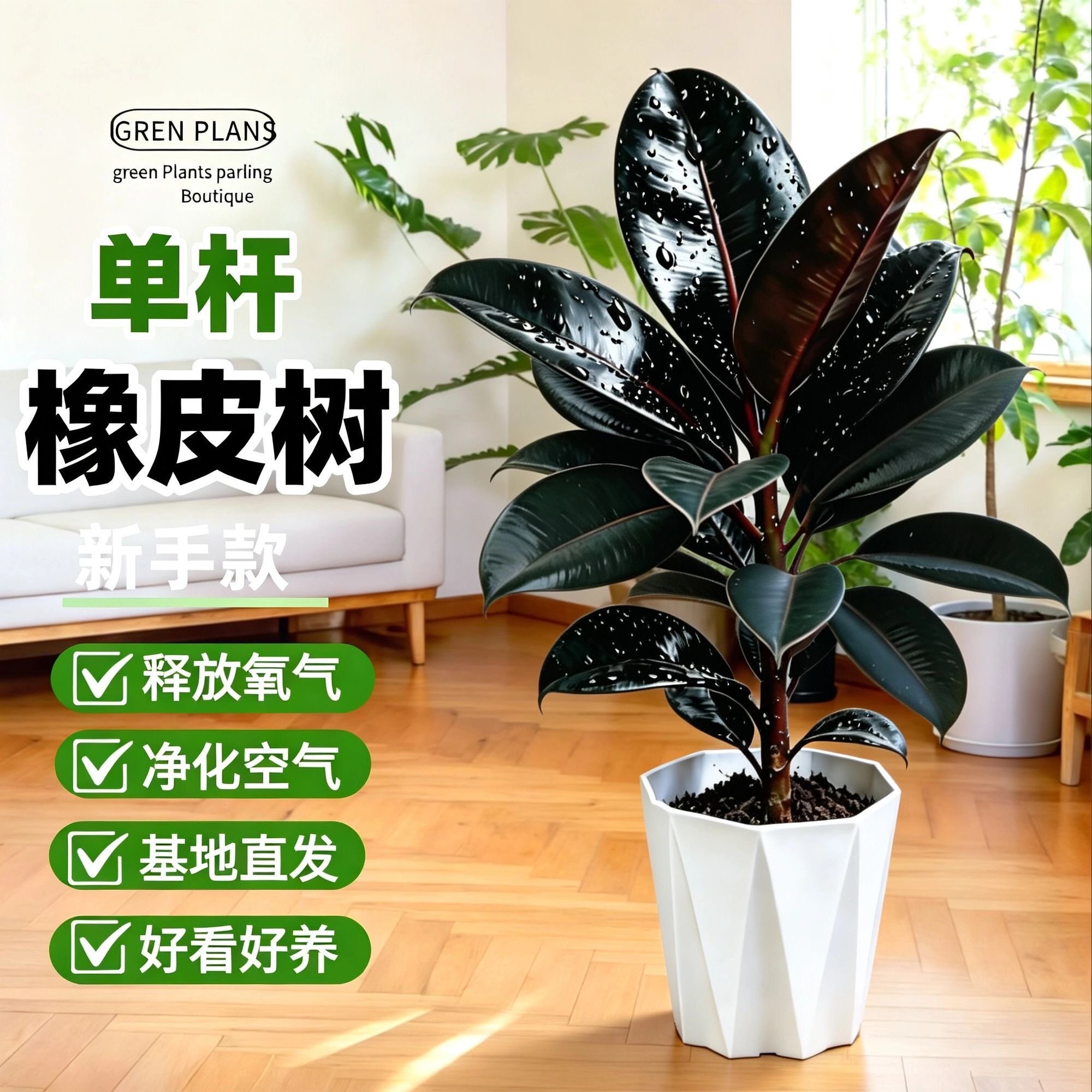 黑金刚橡皮树盆栽室内客厅办公室绿植花卉四季常青好养活净化空气